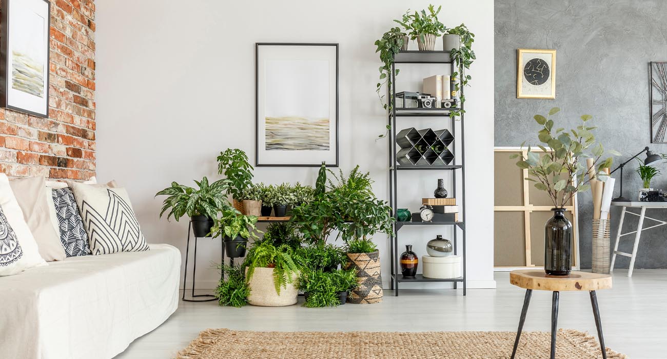 9 plantas para purificar el aire de tu casa (según la NASA)
