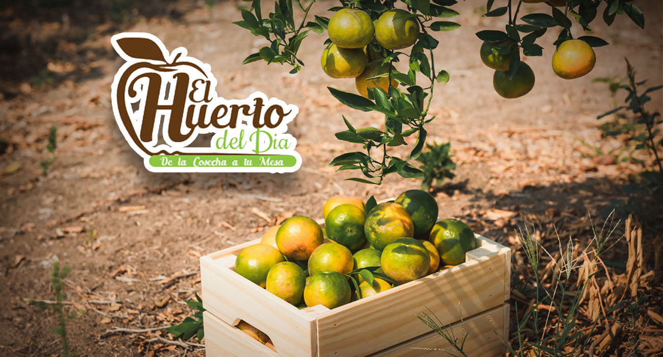 El Huerto del Día