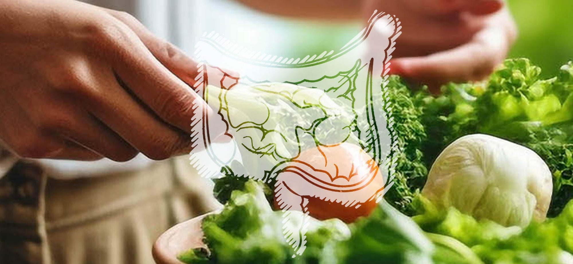 Conexión entre tu salud intestinal y el sistema inmunológico