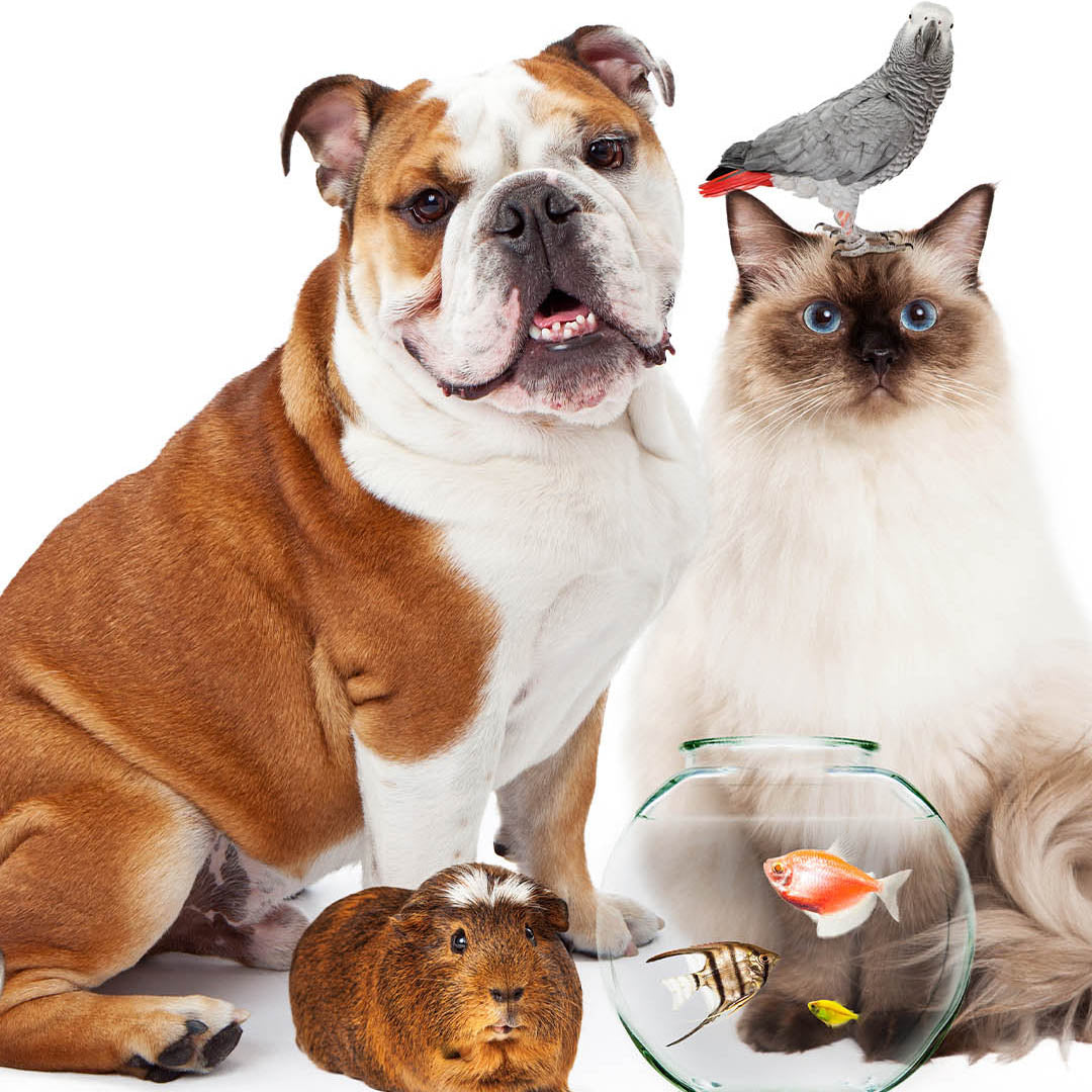 ¿Por qué los animales nos hacen sentir bien?