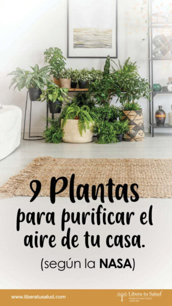 9 plantas que purifican el aire de tu casa (según la NASA)