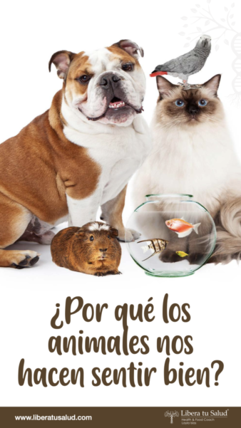 ¿Por qué los animales nos hacen sentir bien?