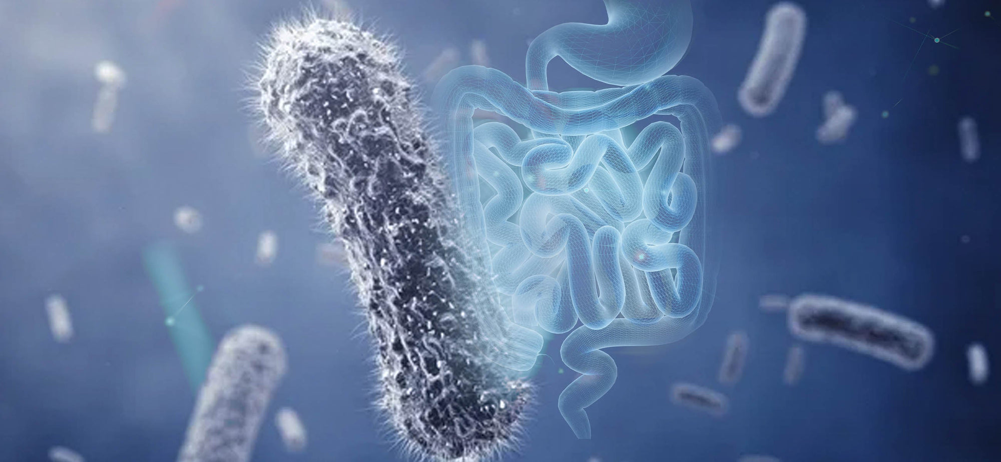 Cómo participan los microorganismos de tu cuerpo en la digestión